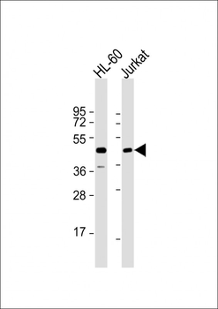 RASSF7 Antibody (C-term)