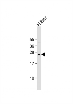 PTTG2 Antibody (Center)
