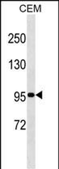 USP1 Antibody (C-term)