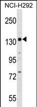 PER1 Antibody (C-term)