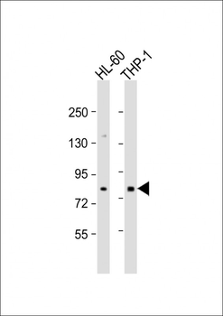 SEMA4A Antibody (N-term)