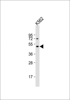 DRD2 Antibody (C-term)