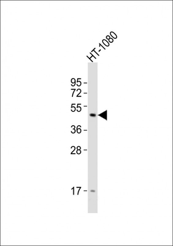 DRD2 Antibody (C-term)