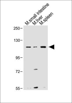 Mouse Nlrp6 Antibody (Center)