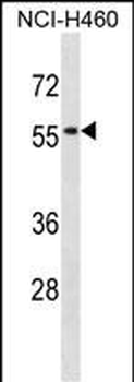 SIGLEC5 Antibody (N-term)