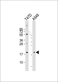 ARL2 Antibody (Center)