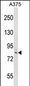 DEF6 Antibody (C-term)