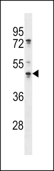 OLA1 Antibody (N-term)