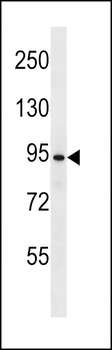 UBP37 Antibody (N-term)