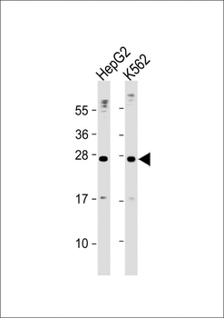 Erythropoietin Antibody (N-term)