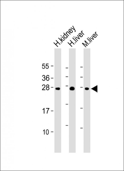 Erythropoietin Antibody (N-term)