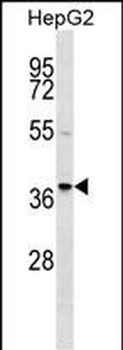 RALY Antibody (Center)