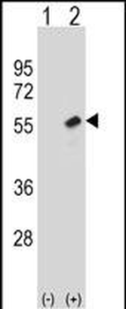 RBBP7 Antibody (Center)