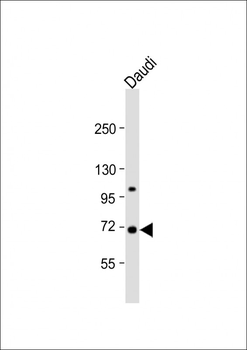 SIGLEC10 Antibody (C-term)