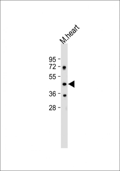 PNPLA3 Antibody (N-term)