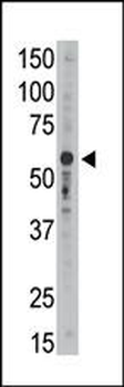 SIGLEC9 Antibody (C-term)