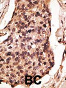 SIGLEC8 Antibody (C-term)