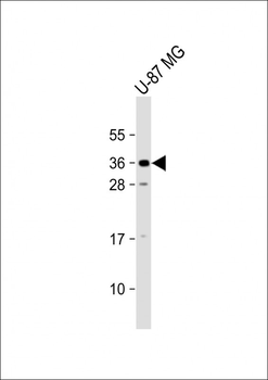 KLF9 Antibody (N-term)