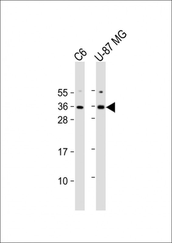 KLF9 Antibody (N-term)