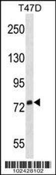 SIGLEC5 Antibody (N-term)