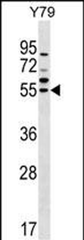 FDXR Antibody (C-term)