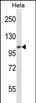 ZFPM2 Antibody (C-term)