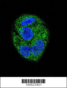 KChIP3 Antibody (N-term M1)