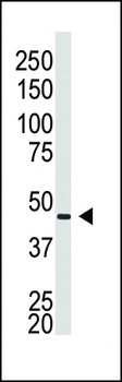 Connexin 40 Antibody (N-term)
