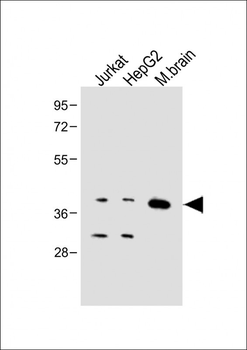 Connexin 40 Antibody (N-term)