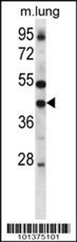 Connexin 37 Antibody (C-term)