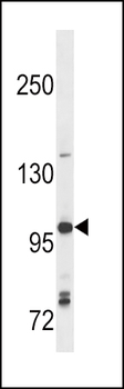 TLR7 Antibody (N-term)