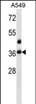 LASP1 Antibody (Center)