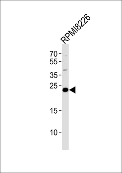 CD3G Antibody (N-term)