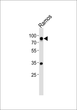 CD19 Antibody (N-term)