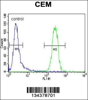 POLG Antibody (C-term)