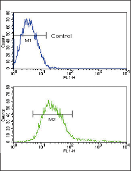 ADAM17 Antibody (N-term)