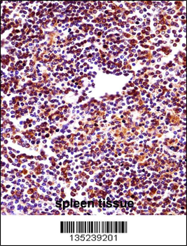 RBM22 Antibody (Center)