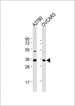 NANOG Antibody (N-term)