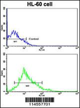 LIN28B Antibody (Center)