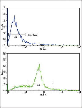 SCF (KITLG) Antibody (C-term)