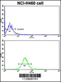CDH10 Antibody (C-term)