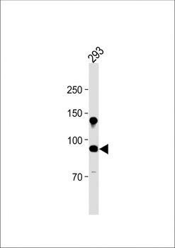 CDH10 Antibody (C-term)