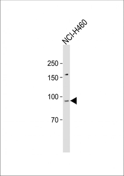 CDH10 Antibody (C-term)