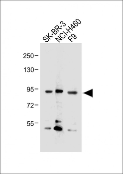 CDH10 Antibody (C-term)