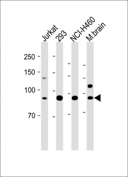 CDH10 Antibody (C-term)