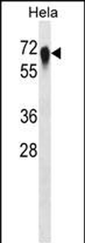 CD55 Antibody (N-term)