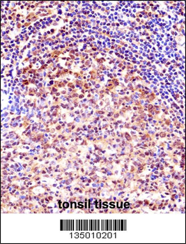 TCEA1 Antibody (Center)