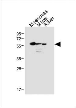 USP30 Antibody (N-term)