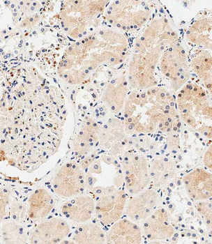 USP30 Antibody (N-term)