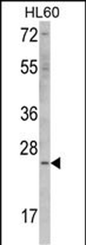 ERAS Antibody (N-term) (F66)